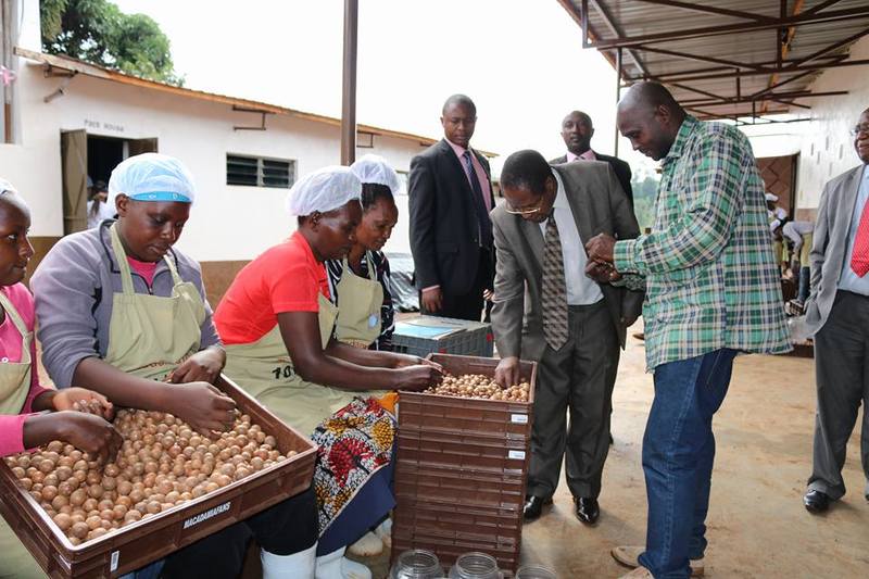 H.E's visit to a Macadamia processing Industry